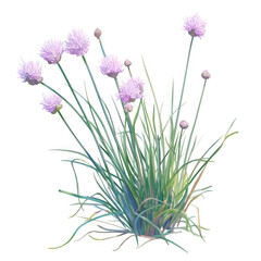 Fototapeta premium Fresh chives botanical art minimalist environment studio view