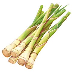 Fototapeta premium Fresh lemongrass stalks botanical photography clean environment close-up view