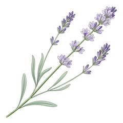 Fototapeta premium Transparent PNG of a hand-drawn lavender stem with delicate details