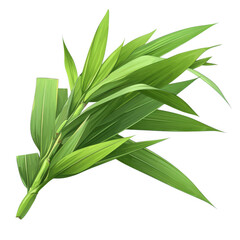 Obraz premium Fresh pandan leaves natural plant photography minimalist aesthetic