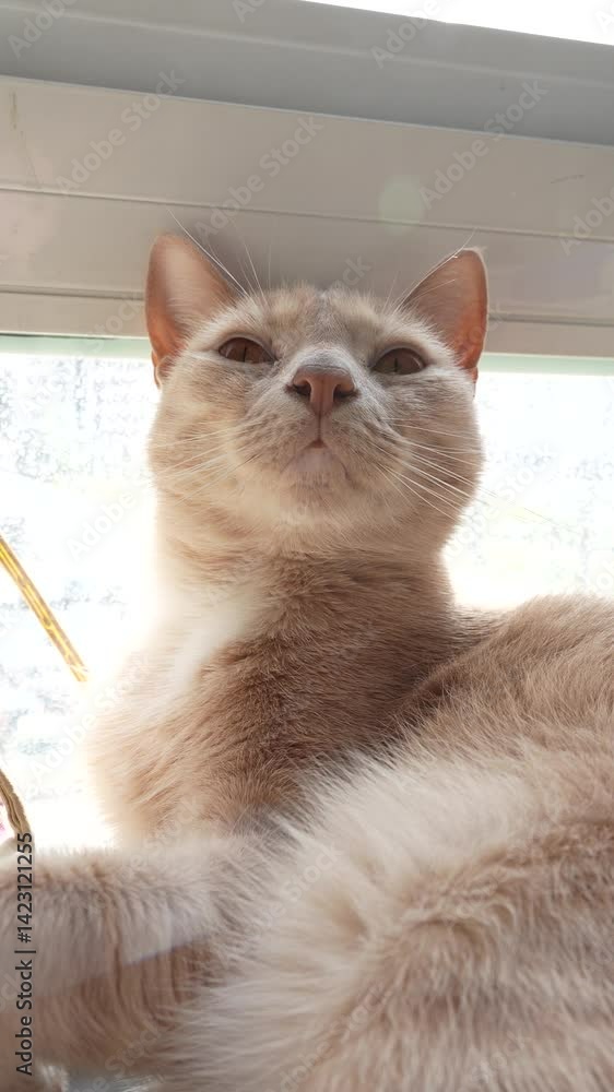 Poster a cat is laying on a window sill, looking out the window. the cat appears to be relaxed and content