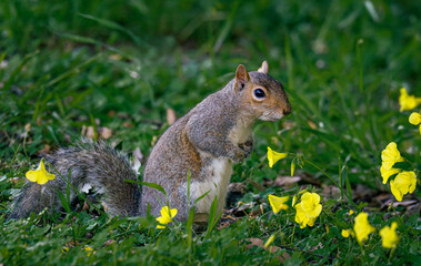 Squirrel in Spring Meadow with Yellow Flowers – Side Profile Wildlife Photo