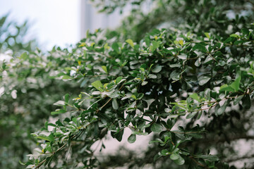 Lush foliage of tropical plant with vibrant green leaves close up