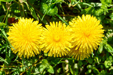 yellow dandelions in a green grass
