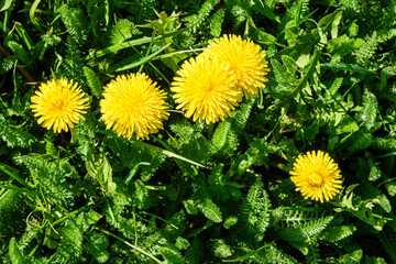 yellow dandelions in a green grass