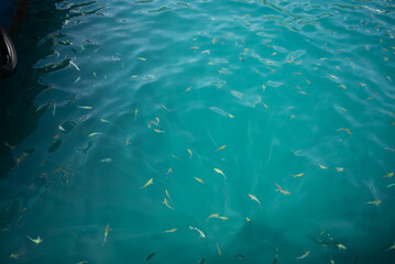 School of Fish in Clear Turquoise Water