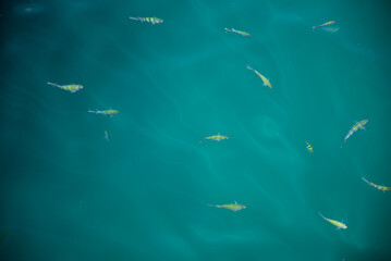 Obraz premium School of Fish Swimming in Clear Blue Water
