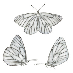 Naklejka premium White and grey butterflies illustration, isolated white butterfly set on a white background, butterfly elements in watercolor technique