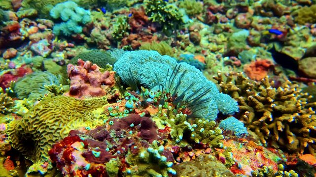 Colorful Coral Reefs With Sea Urchins And Reef Fishes In Marine Ecosystem. closeup shot, underwater