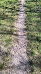 Nature trail leading through grass under dappled light in a serene outdoor setting