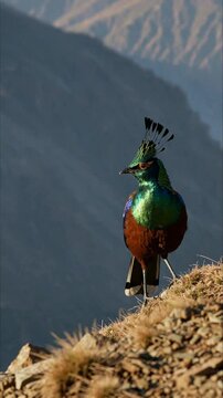 Himalayan monal in mountain landscape