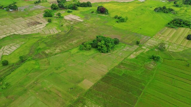 Narra rice field mosaic in Palawan with mixed green paddies harvested plots scattered trees and geometric rural farmland patterns