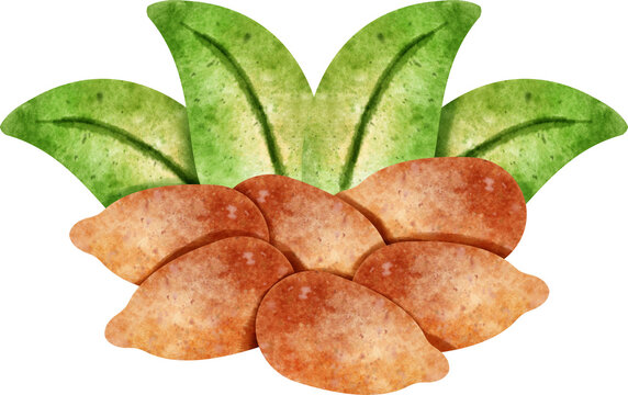 watercolor leaves and seeds, nature composition clip art preview
