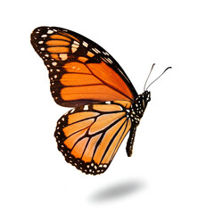 Fototapeta premium butterfly on a white background. colorful Butterfly flying isolated on white background.