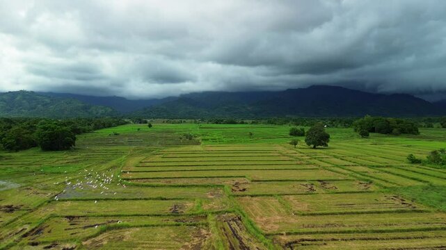 Flock of white birds crosses Narra Palawan rice paddies under heavy clouds with mountain slopes beyond the wet agricultural plain
