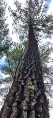 pine tree in the forest
