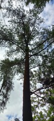 pine tree in the forest