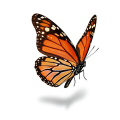 Fototapeta premium butterfly on a white background. colorful Butterfly flying isolated on white background.