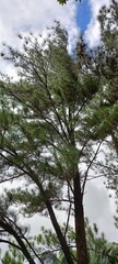 Obraz premium pine tree in the forest