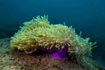 Sea Anemone on Coral Reef