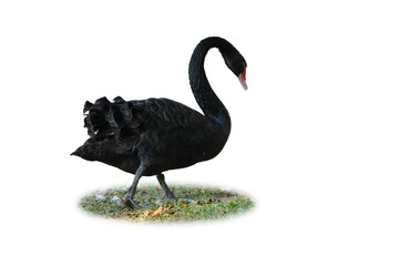 Black Swan (Cygnus atratus)  isolated on white background. This has clipping path.
