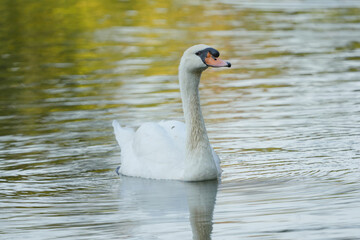 Obraz premium Mute Swan (Cygnus olor) white swan swimming on the lake.