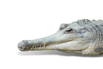 False Gharial (Tomistoma schlegelii) crocodile  isolated on white background. This has clipping path.
