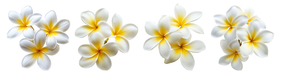 Beautiful Soft White and Yellow Tropical Flowers with Elegant Petals, PNG bundle collection, Isolated on Transparent Background