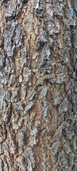 tree bark texture