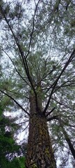 pine tree in the forest