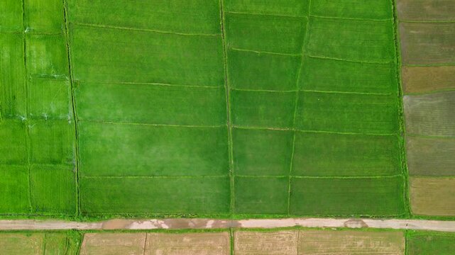 Top down green rice paddies in Narra Palawan with clean field grid irrigation lines bright crop texture and rural farm geometry