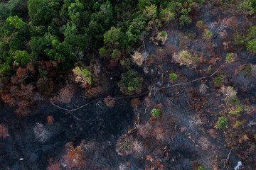 Wild Fire in rain forest 
