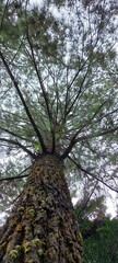 pine tree in the forest