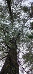 trees in the woods