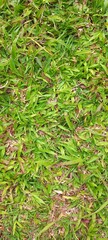 green grass background