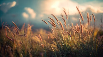 Beautiful close-up of grass swaying gently in the breeze during sunset, capturing nature's serene beauty and tranquility.