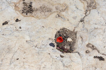 Resilient Poppy Blooming from a Crevice in the Rock