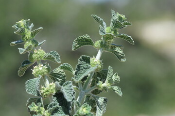 Marrubium vulgare (white horehound or common horehound) is a flowering plant in the mint family (Lamiaceae)