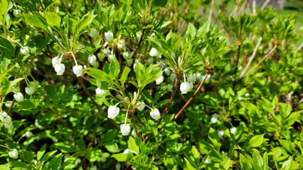 ドウダンツツジ／Enkianthus campanulatus／도우단츠츠지