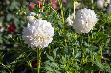 Beautiful flowers white dahlia in the garden. Shallow depth of field.