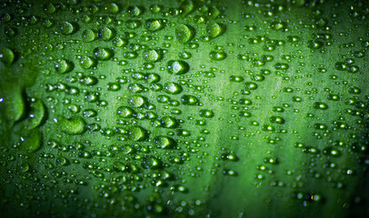 Green leaf with water drops, selective focus with shallow depth of field.