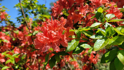 ヤマツツジ・日本の春／야마 츠지 · 일본의 봄／Mountain Azalea - Spring in Japan