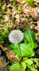 タンポポの綿毛・冠毛・日本の春／Dandelion fluff, pappus, and spring in Japan／민들레의 솜털, 관모, 일본의 봄