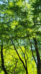 Obraz premium 日本の春・新緑／Spring in Japan - Fresh greenery／일본의 봄·신록