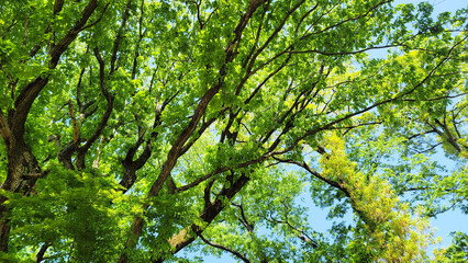 Fototapeta premium 日本の春・新緑／Spring in Japan - Fresh greenery／일본의 봄·신록