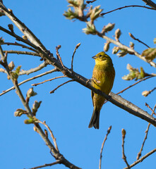 Obraz premium Yellowhammer perched on tree branch