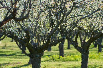 Spring orchard with blooming trees