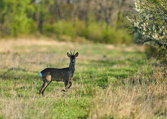 Roe deer buck in open field