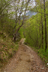 Forest path with spring greenery