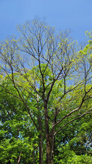 日本の春・新緑・樹木／Spring, new greenery and trees in Japan／일본의 봄, 신록, 수목
